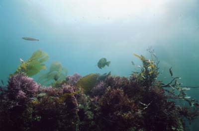 reef