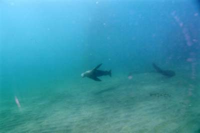 sealion1