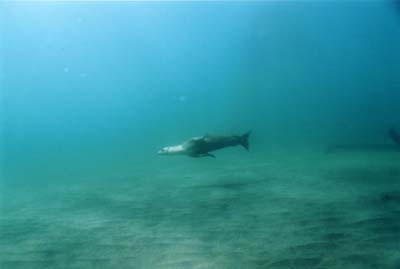 sealion2