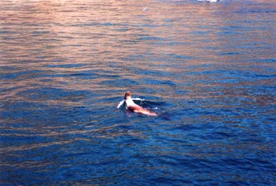 sealion3
