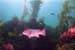 Sheepshead1