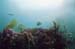 reef