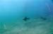 sealion1