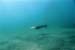 sealion2