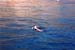 sealion3