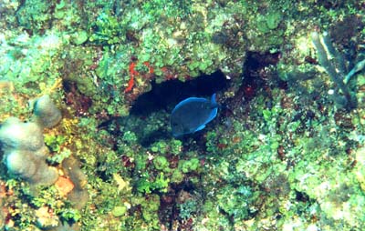 BlueTang