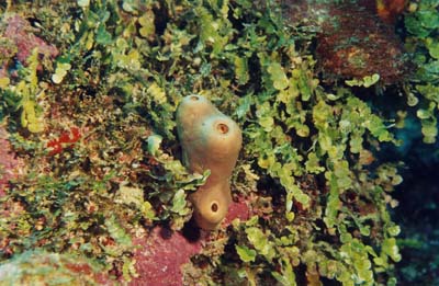 CalcifiedAlgae