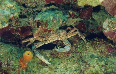CrabCalciferousAlgae