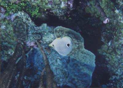 FourEyeButterfly