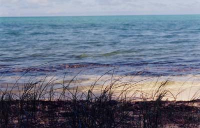 GrassOcean