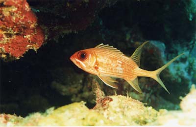 LongSpineSquirrelfish
