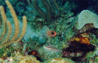LongSpineSquirrelfishS0012