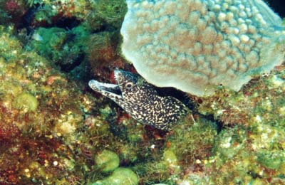 MorayEelCloseup