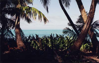 PalmOceanShade