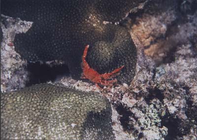 RedCrab
