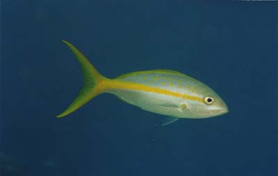 YellowTailSnapper