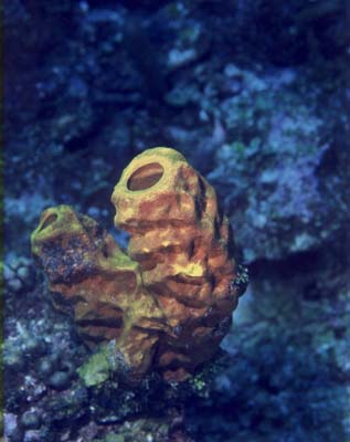 algae