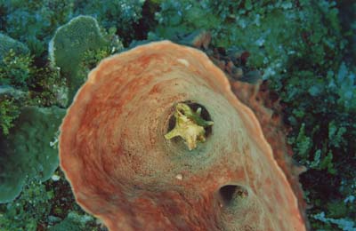 conch