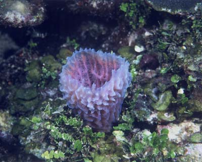 coral