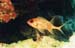 LongSpineSquirrelfish