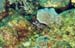 MorayEel