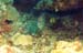 Parrotfish