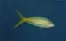 YellowTailSnapper