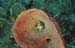 conch