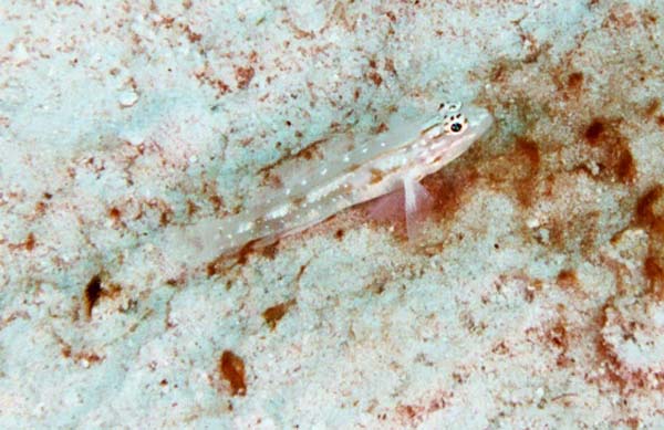 Blenny