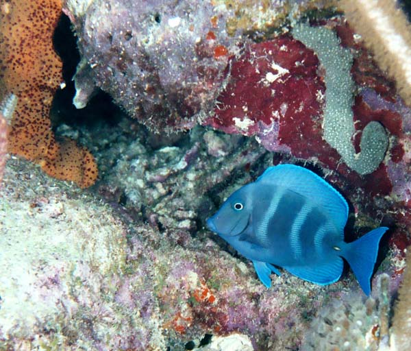 BlueTang