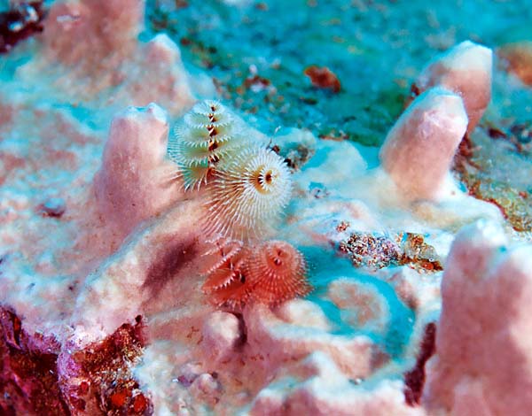 ChristmasTreeWorms