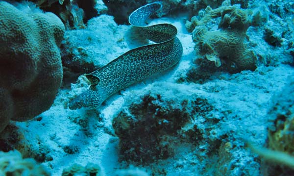FreeswimmingMoray