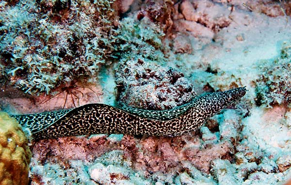 FreeswimmingMoray2
