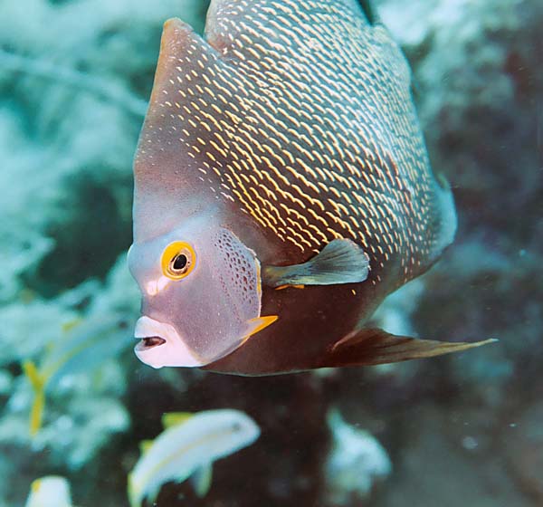 FrenchAngelfish