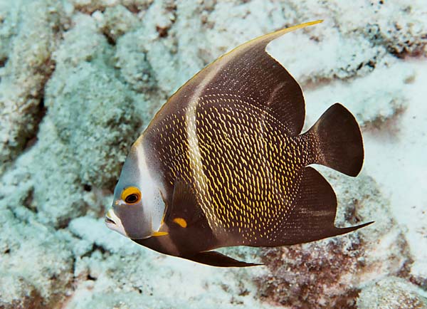 FrenchAngelfish2