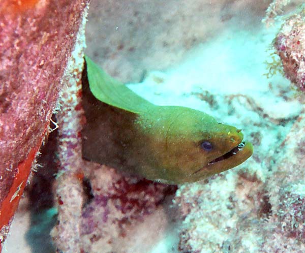 GreenMoray