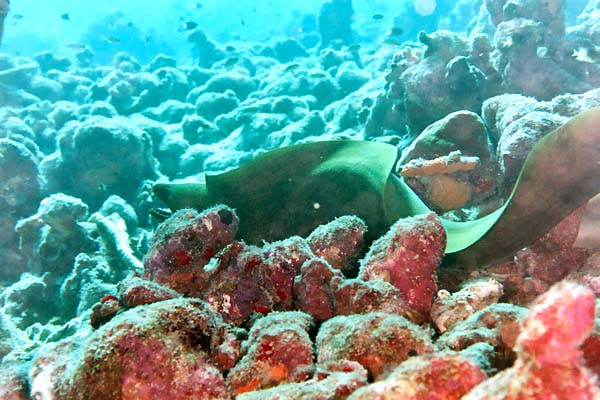 GreenMoray2