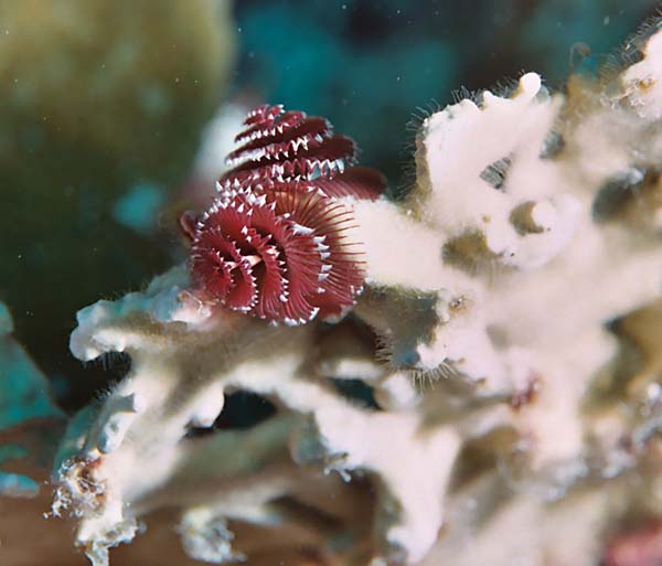 RedChristmasTreeWorms