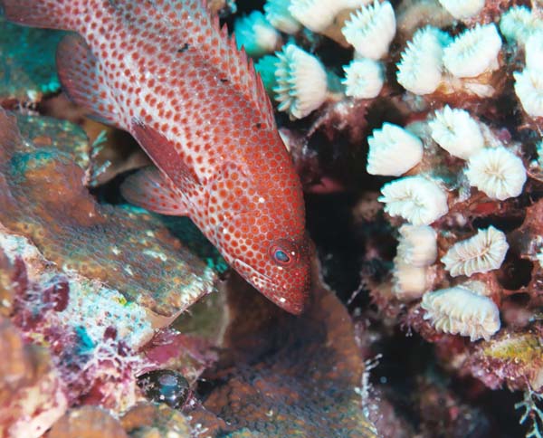 RedSpottedFish