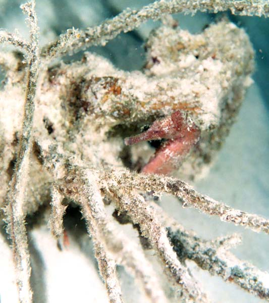 Seahorse