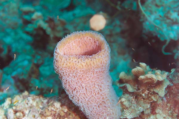 Sponge