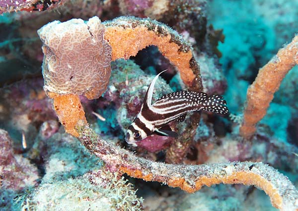 SpottedDrumFish