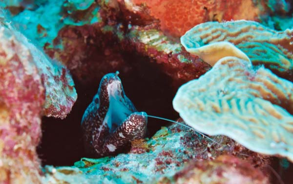 SpottedMoray4