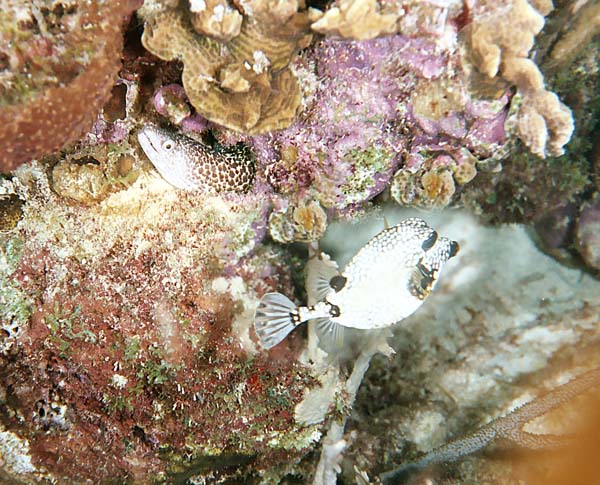 SpottedNeighbors