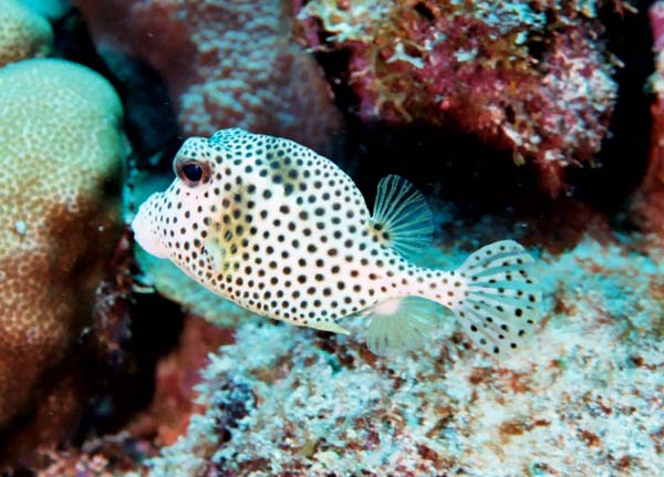 SpottedTrunkfish2