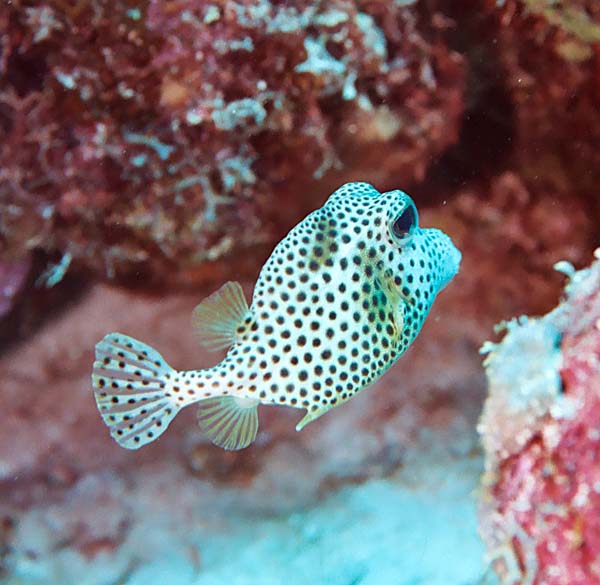SpottedTrunkfish3