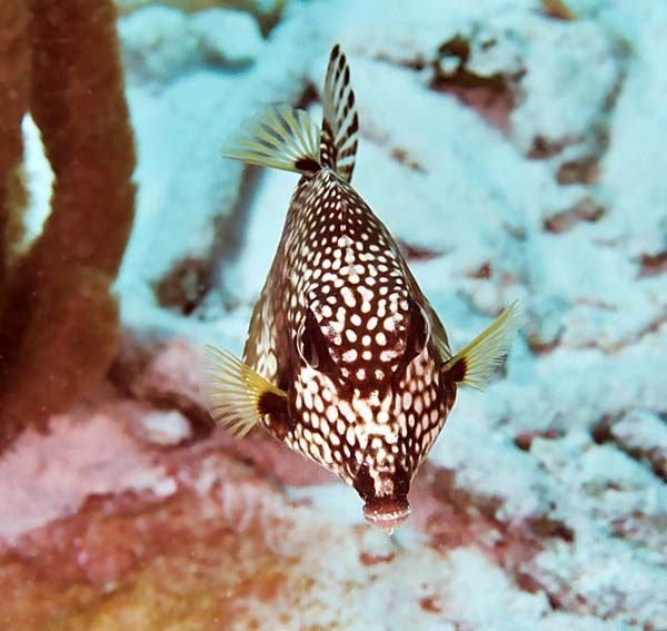SpottedTrunkfishHeadon