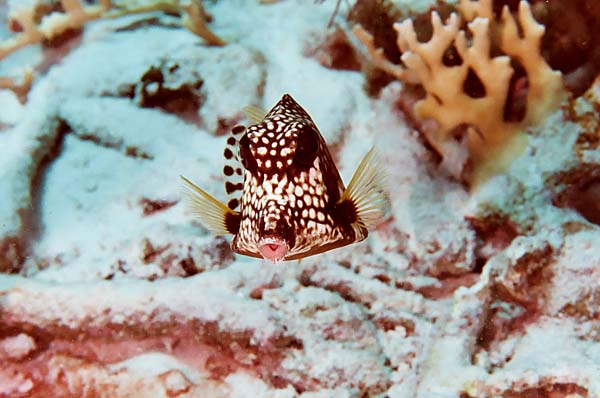 SpottedTrunkfishKiss
