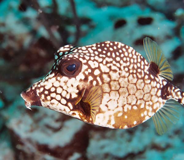 SpottedTrunkfishLeft