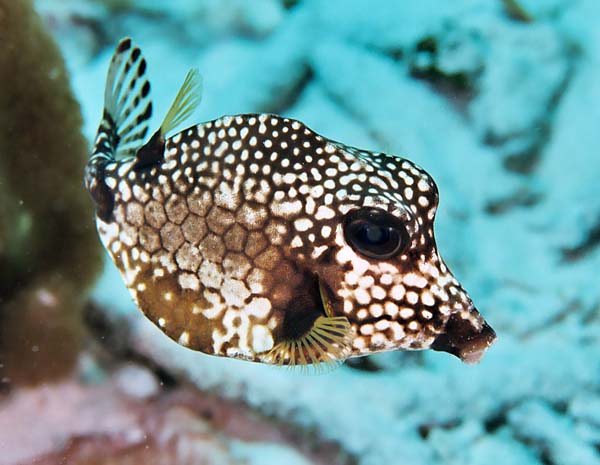 SpottedTrunkfishRight